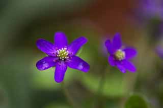 photo, la matire, libre, amnage, dcrivez, photo de la rserve,Violet et bleu fleurs, Fleurs du printemps, Ptale, Enregistrement, tamine