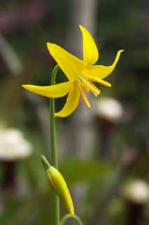 fotografia, materiale, libero il panorama, dipinga, fotografia di scorta,KIBANAKATAKURI, Fiori di Primavera, Petalo, Giallo, 