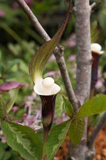 fotografia, materiale, libero il panorama, dipinga, fotografia di scorta,YUKIMOCHISOU, Fiori di Primavera, Castano, Palla bianca, Araceae