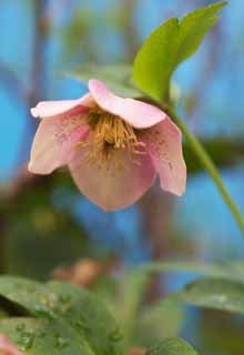 Foto, materieel, vrij, landschap, schilderstuk, bevoorraden foto,Christmas Rose, Borrel Bloemen op, Kroonblad, HEREBORASU, Ranunculaceae