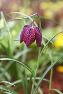 fotografia, materiale, libero il panorama, dipinga, fotografia di scorta,Fiori rosso porpora, Fiori di Primavera, Petalo, Prenda, Stame