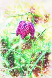 illust, material, livram, paisagem, quadro, pintura, lpis de cor, creiom, puxando,Purplish flores vermelhas, Flores de Primavera, Ptala, Objeto pegado, Estame