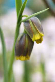 photo, la matire, libre, amnage, dcrivez, photo de la rserve,Le th et le jaune des fleurs, Fleurs du printemps, Ptale, Enregistrement, tamine