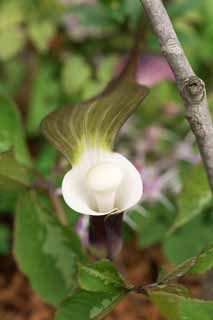 fotografia, material, livra, ajardine, imagine, proveja fotografia,YUKIMOCHISOU, Flores de Primavera, Marrom, Bola branca, Araceae