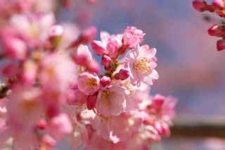 Foto, materieel, vrij, landschap, schilderstuk, bevoorraden foto,Pink Cherry, Sakura, , Kers, 