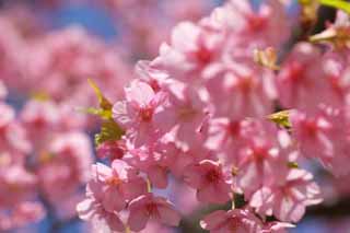 fotografia, materiale, libero il panorama, dipinga, fotografia di scorta,Sakura Kawazu, Sakura, , Cherry, 