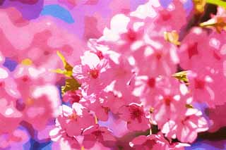 ,,, ,,,   , ,.  

 kawazu, Sakura., , , 