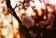 Foto, materiell, befreit, Landschaft, Bild, hat Foto auf Lager,Cherry blht am Abend, das Setzen von Sonne, rot, Kirsche, 