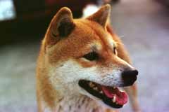 photo, la matire, libre, amnage, dcrivez, photo de la rserve,Jin, un chien du shiba, chien, , , 