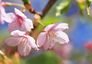 Foto, materieel, vrij, landschap, schilderstuk, bevoorraden foto,Pink Cherry, Sakura, , Kers, 