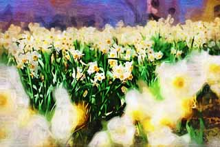 illust, material, livram, paisagem, quadro, pintura, lpis de cor, creiom, puxando,Narcissus flor cama, SUISEN, Narciso, , Amarelo