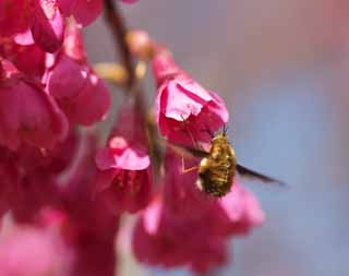 Foto, materiell, befreit, Landschaft, Bild, hat Foto auf Lager,Bienen in kaltem Scarlet Cherry, Kan-Knie KURA, Kirsche, Sakura, Scharlachrote kalte Kirsche