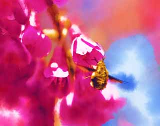 illust,tela,gratis,paisaje,fotografa,idea,pintura,Lpiz de color,dibujo,Las abejas en fro Scarlet Cherry, KURA de rodilla de Kan., Cereza, Sakura, Cereza fra escarlata