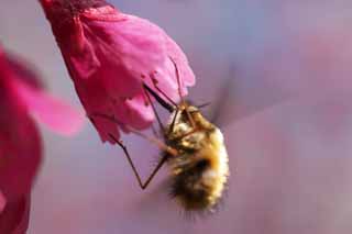 Foto, materiell, befreit, Landschaft, Bild, hat Foto auf Lager,Bienen in kaltem Scarlet Cherry, Kan-Knie KURA, Kirsche, Sakura, Scharlachrote kalte Kirsche