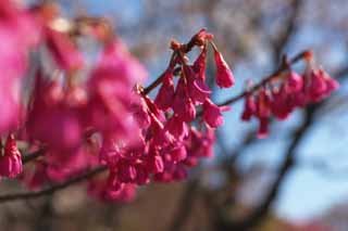 fotografia, materiale, libero il panorama, dipinga, fotografia di scorta,Scarlet freddo ciliegia, Kan tocca col ginocchio KURA, Cherry, Sakura, Ciliegia fredda e scarlatta