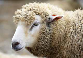 photo,material,free,landscape,picture,stock photo,Creative Commons,Sheep, Sheep, Wool, Livestock, Glance