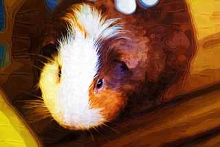 illust, materiell, befreit, Landschaft, Bild, Gemlde, Farbbleistift, Wachsmalstift, Zeichnung,,Meerschweinchen, Mehr MORU, Guinea-Schwein, Viehbestand, Cavia