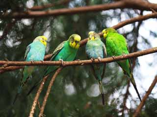 Foto, materieel, vrij, landschap, schilderstuk, bevoorraden foto,Budgerigar, Parakeet, Dit bliksemsnel, , Vleugel