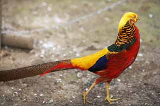 photo, la matire, libre, amnage, dcrivez, photo de la rserve,Golden faisan, Faisan d'or, Kim oiseaux, Chine, De luxe