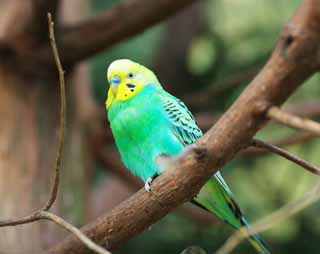 Foto, materieel, vrij, landschap, schilderstuk, bevoorraden foto,Budgerigar, Parakeet, Dit bliksemsnel, , Vleugel