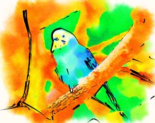 illust, , , , , ,  ,  , .,Budgerigar, Parakeet,  meteoric, , 