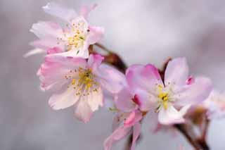 Foto, materiell, befreit, Landschaft, Bild, hat Foto auf Lager,Kirschblten fallen, Sakura, Kirsche, , Sakura fllt