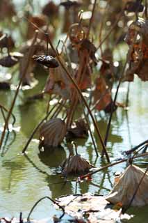 photo, la matire, libre, amnage, dcrivez, photo de la rserve,Lotus domaines en hiver, Hass, Lotus, Feuilles de l'automne, Fin