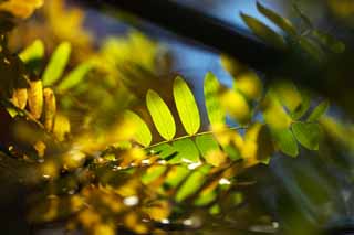 Foto, materiell, befreit, Landschaft, Bild, hat Foto auf Lager,Sptherbst Farbe, Herbst geht, Grn, Gelb, Farbe