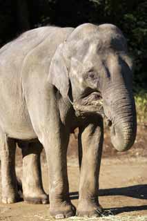 Foto, materieel, vrij, landschap, schilderstuk, bevoorraden foto,Indische olifant, Indiaan olifants, Olifants, , Ht Olifants