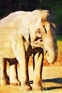 illust, materiale, libero panorama, ritratto dipinto, matita di colore disegna a pastello, disegnando,Elefante indiano, Elefante indiano, Elefante, , L'elefante