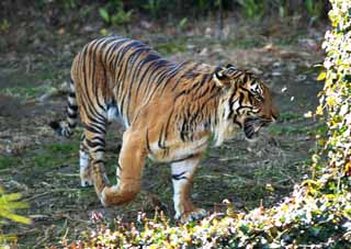 Foto, materiell, befreit, Landschaft, Bild, hat Foto auf Lager,Sumatra-Tiger, Tora, Genommen, Tiger, Sumatran-Tiger