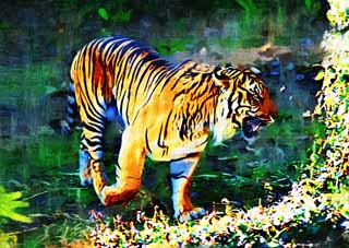 illust, materiell, befreit, Landschaft, Bild, Gemlde, Farbbleistift, Wachsmalstift, Zeichnung,,Sumatra-Tiger, Tora, Genommen, Tiger, Sumatran-Tiger