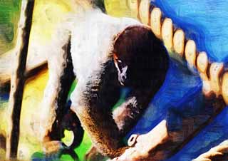 illust, material, livram, paisagem, quadro, pintura, lpis de cor, creiom, puxando,Comum lanoso macaco, Curioso, Macacos, Macaco, Cebidae