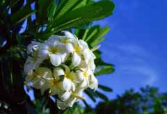 Foto, materiell, befreit, Landschaft, Bild, hat Foto auf Lager,Tropische Blumen, wei, blauer Himmel, , 