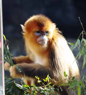 Foto, materieel, vrij, landschap, schilderstuk, bevoorraden foto,Golden Snub-nosed Monkey, Benieuwd, Apen, Aap, Zoon Goku