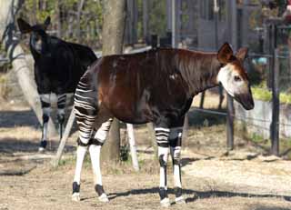 Foto, materiell, befreit, Landschaft, Bild, hat Foto auf Lager,Okapi, Okapi, Mit PI?, Herr Harry Johnston, Britischer Forscher