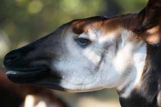 foto,tela,gratis,paisaje,fotografa,idea,Okapi, Okapi, With la pi?, Sir Harry Johnston, Explorador britnico