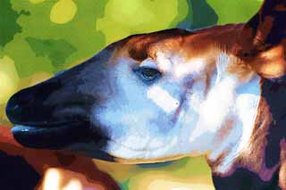 illust,tela,gratis,paisaje,fotografa,idea,pintura,Lpiz de color,dibujo,Okapi, Okapi, With la pi?, Sir Harry Johnston, Explorador britnico