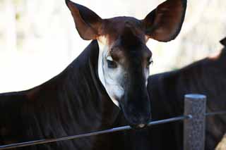 ,,, ,,,, Okapi.,  ?,   ,  