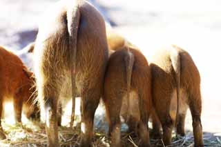 Foto, materiell, befreit, Landschaft, Bild, hat Foto auf Lager,Hips, Wilder Eber, Und der Mops, , Der rote Zwerg oder Mops