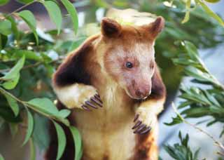 photo,material,free,landscape,picture,stock photo,Creative Commons,Tree-kangaroo, Kangaroo, New Guinea, , Endangered species