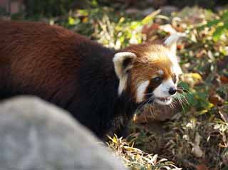 Foto, materieel, vrij, landschap, schilderstuk, bevoorraden foto,Kleine panda, Panda, PANDA, PANDA-een in ht, Rood panda