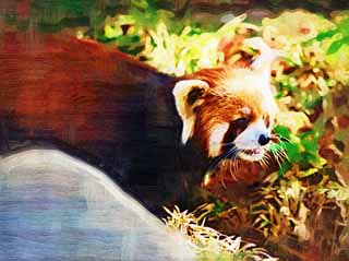 illust, matire, libre, paysage, image, le tableau, crayon de la couleur, colorie, en tirant,Panda rouge, Panda, PANDA, PANDA-UN dans le, Panda rouge