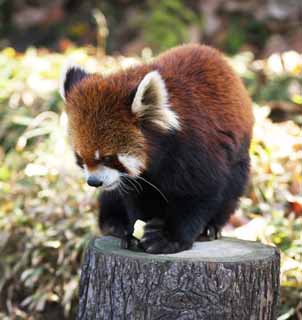 Foto, materieel, vrij, landschap, schilderstuk, bevoorraden foto,Kleine panda, Panda, PANDA, PANDA-een in ht, Rood panda