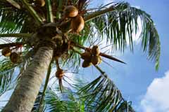 Foto, materieel, vrij, landschap, schilderstuk, bevoorraden foto,Palm boom, Vrucht, Blauwe lucht, , 