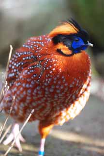 photo,material,free,landscape,picture,stock photo,Creative Commons,Temminck's Tragopan, Phasianidae, Orange, Spot, Showy