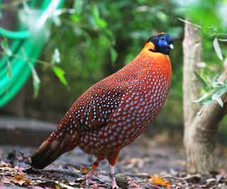 photo,material,free,landscape,picture,stock photo,Creative Commons,Temminck's Tragopan, Phasianidae, Orange, Spot, Showy