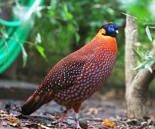 photo, la matire, libre, amnage, dcrivez, photo de la rserve,Tragopan de Temminck, Phasianidae, Orange, Tache, Voyant