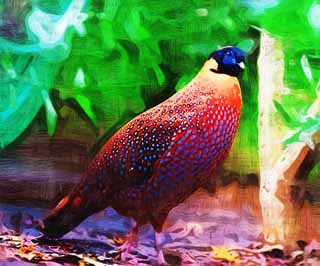 illust, materiell, befreit, Landschaft, Bild, Gemlde, Farbbleistift, Wachsmalstift, Zeichnung,,Temminck-Tragopan, Phasianidae, Orangefarben, Stelle, Auffllig