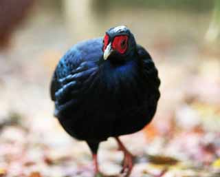 fotografia, materiale, libero il panorama, dipinga, fotografia di scorta,Vietnamita fagiano, Phasianidae, KOSANKEI, Rosso e blu., Appariscente